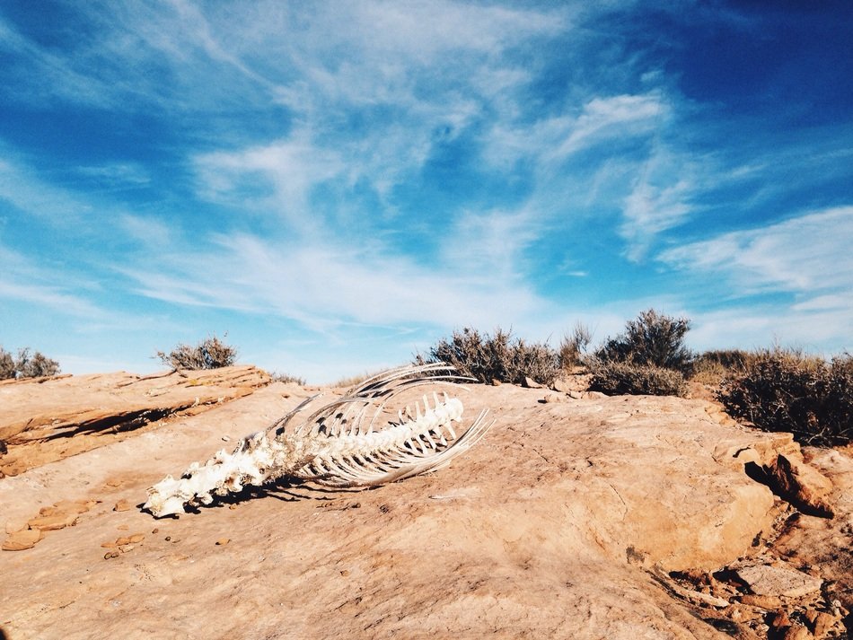 skeleton in the desert