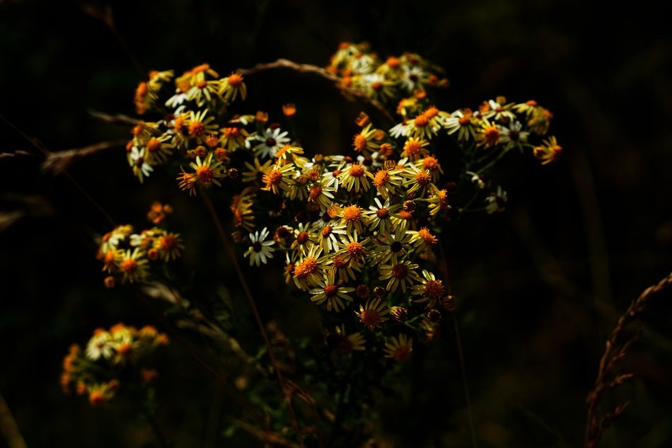 Daisy Yellow Earth