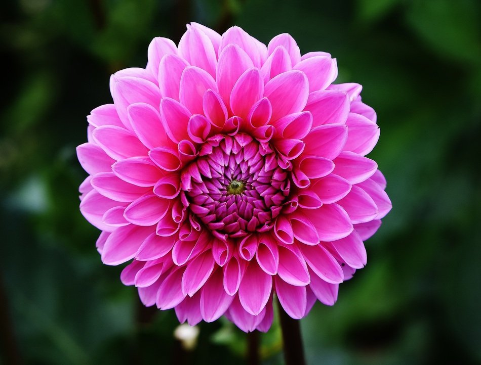 dahlia in the autumn garden