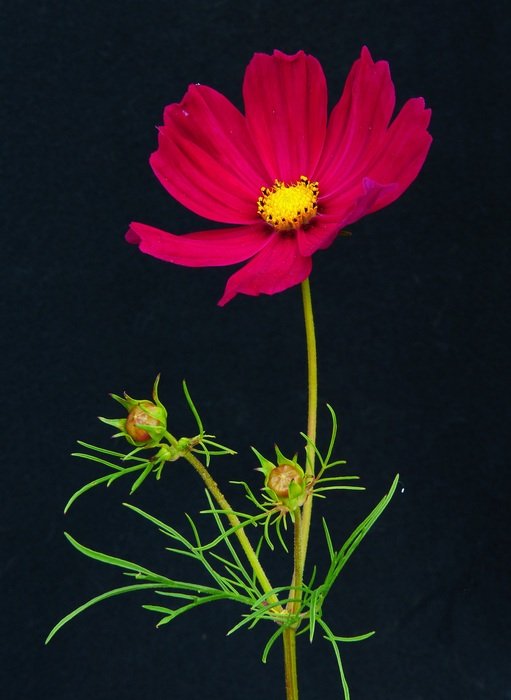 red Cosmea flower at black background
