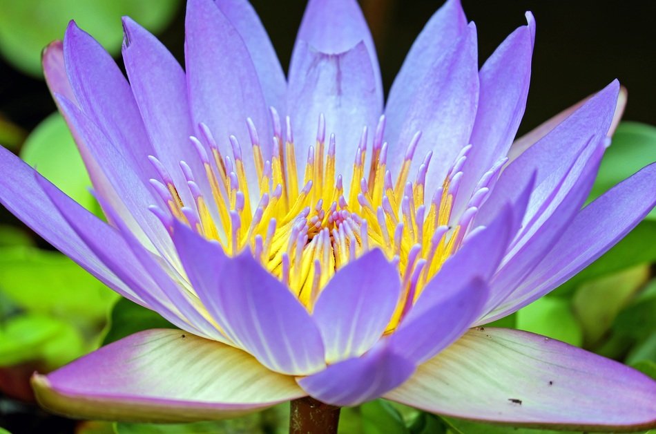 purple-white lotus closeup