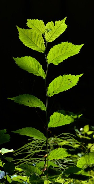 bright green leaves on a black background