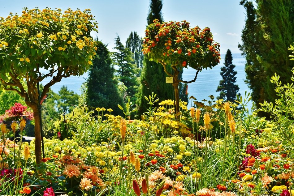 summer riot of plants near Lake Constance