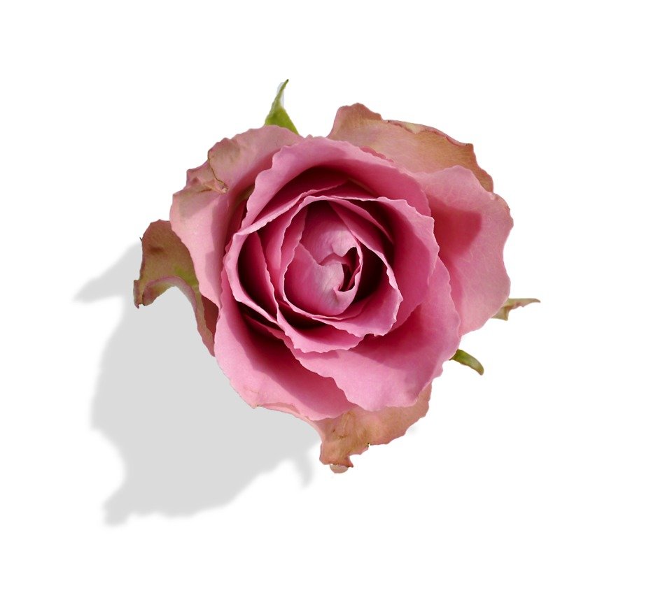 rose blossom on the white background