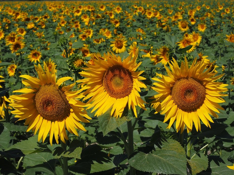 cultivation of sunflowers