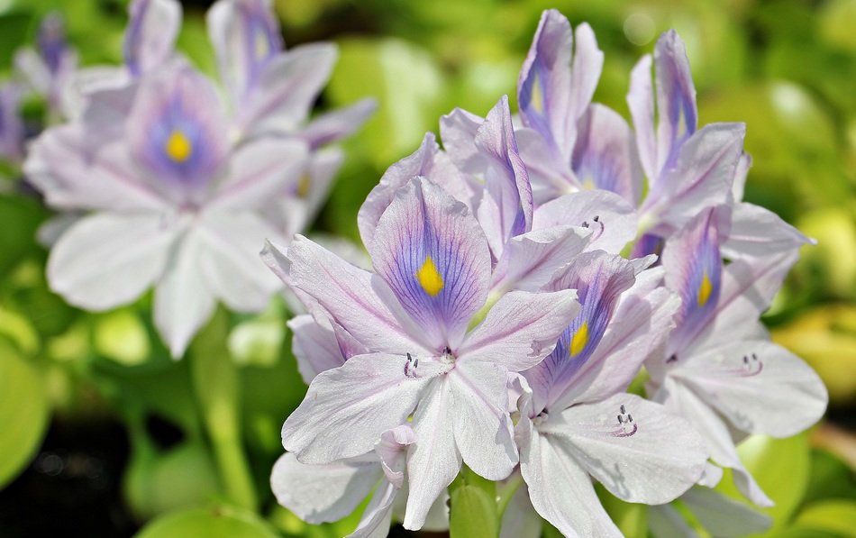 Water Hyacinth Flowers Nature macro view