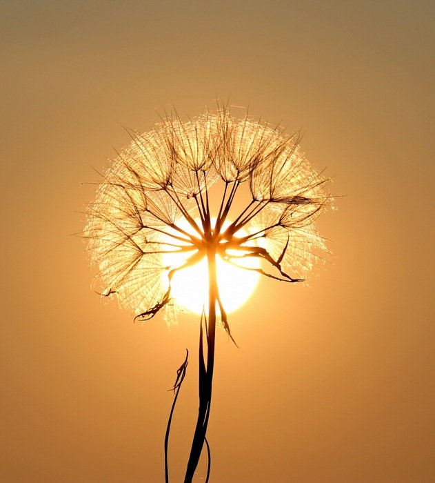 dandelion on the colorful sunset background