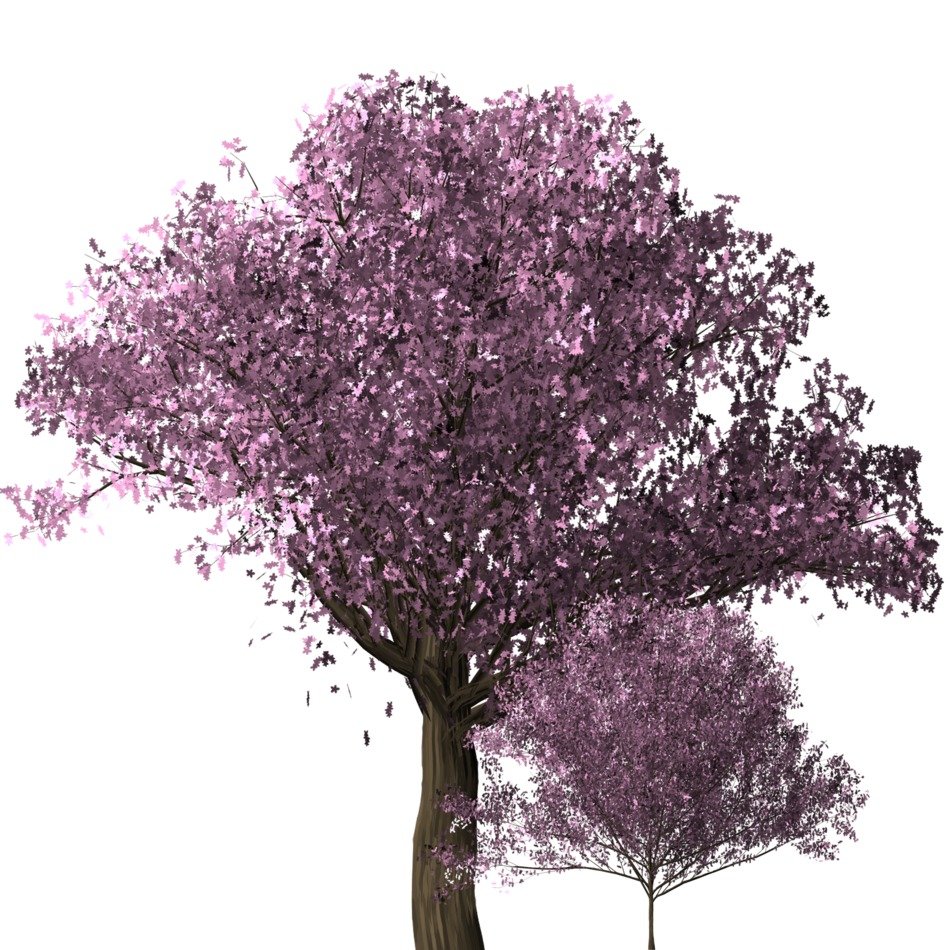 cherry tree as illustration on white