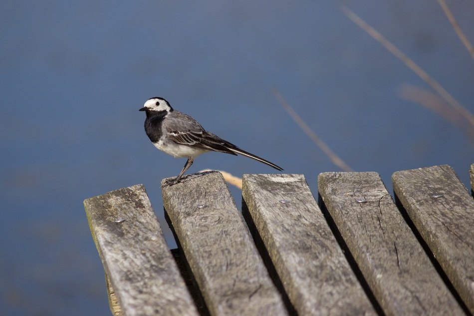 white wagtail on a wooden bridge