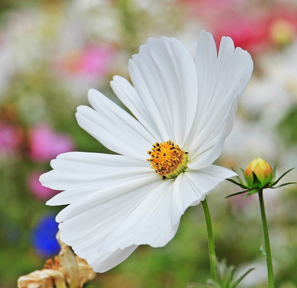Cosmea Tree Daisy