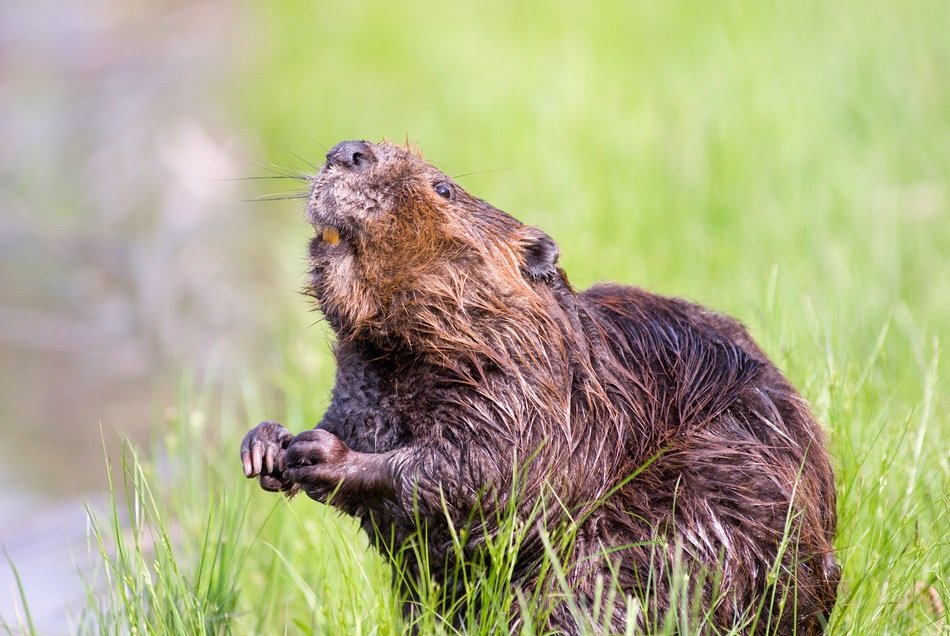 beaver at the pond