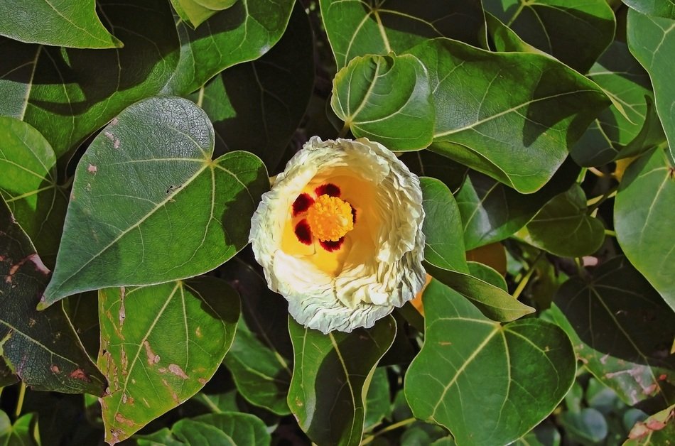 Flower on a Portia Tree