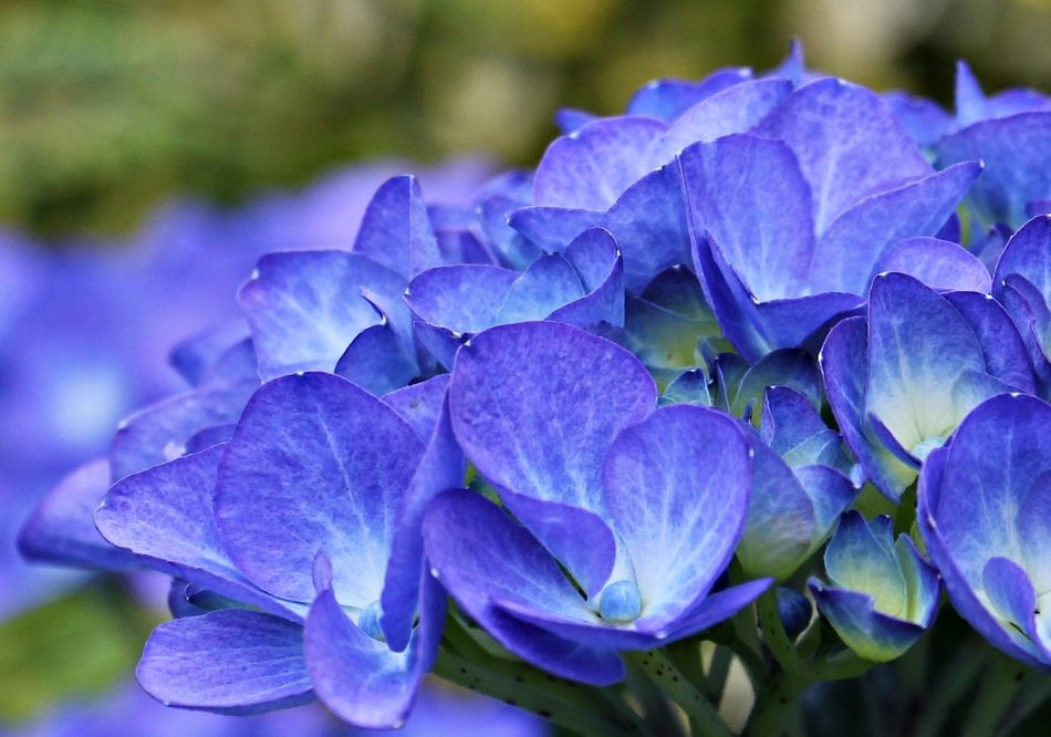wallpaper with hydrangea flowers