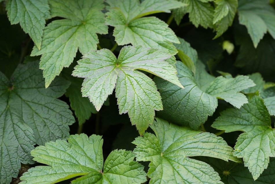 green leaf anemone