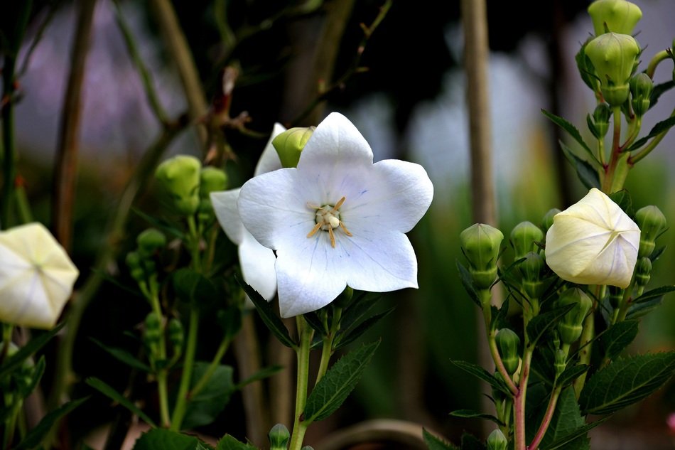 Close-up of the beautiful white and yellow chinese bell flowers