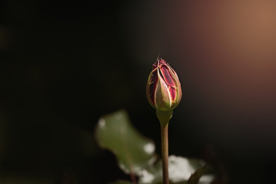 red rose in a bud in the darkness