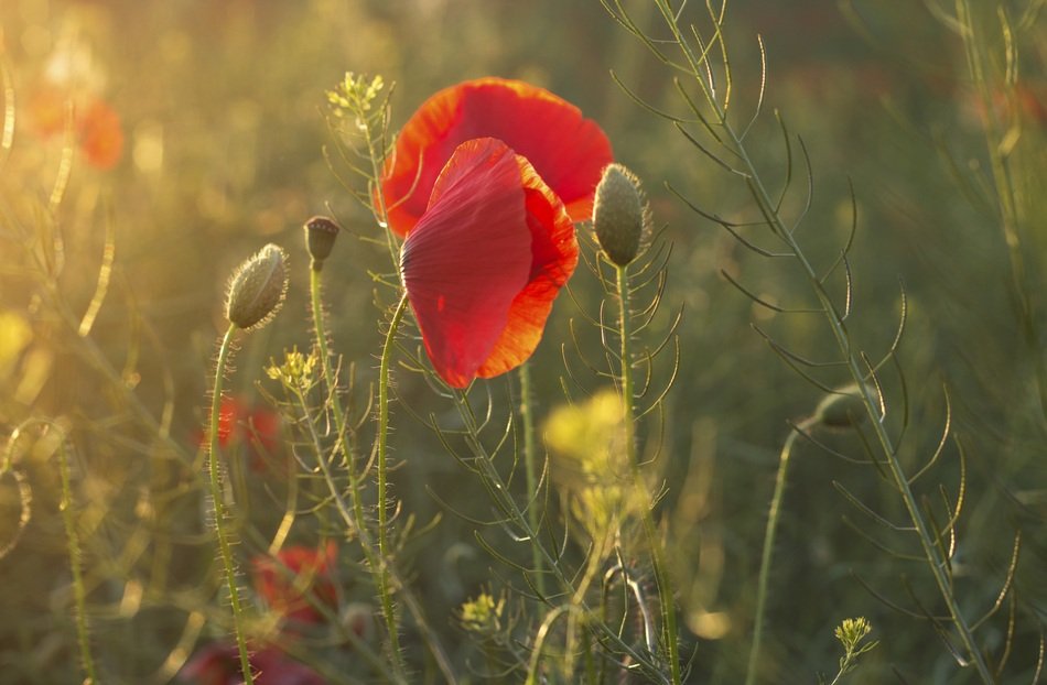 red poppy in the morning sun on a blurred background