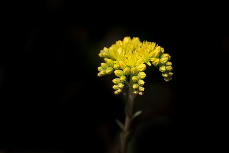 photo of yellow flower in the dark