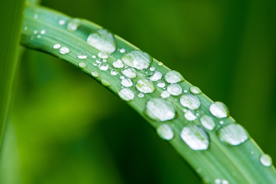 Macro picture of the water on a plant