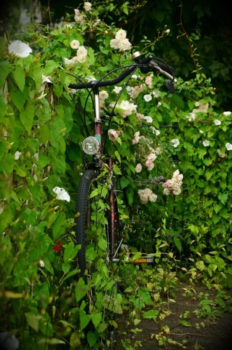bike by the flowering bush