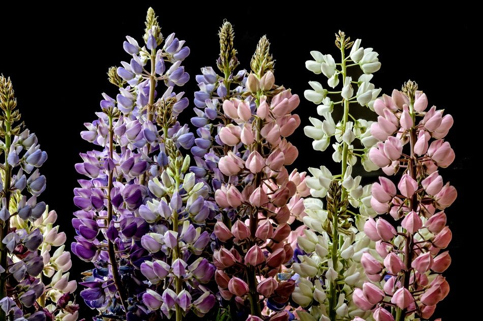 variety of lupins on a black background