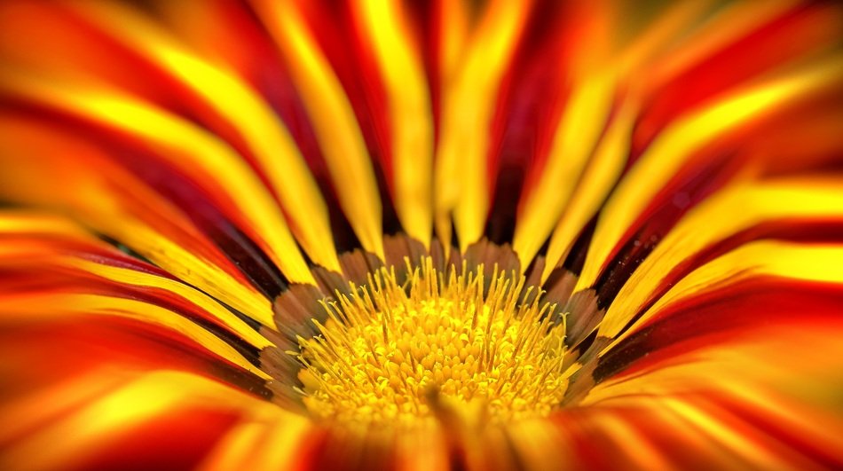 Gazanie Close up
