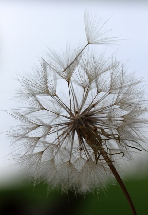 Goat's-beard plant