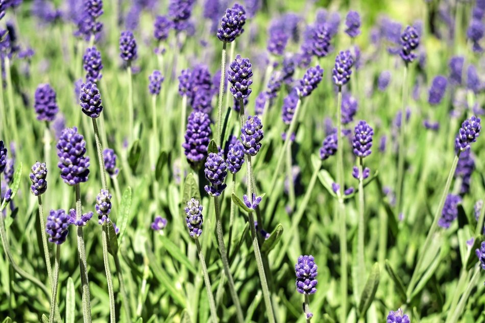 Lavender Flowers Bloom Violet