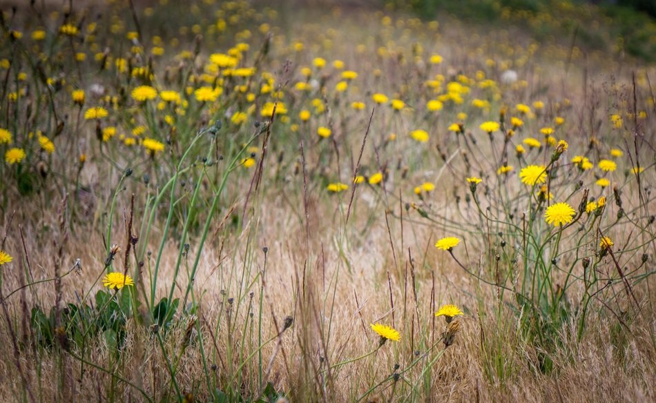 yellow flowers in a field in the meadow