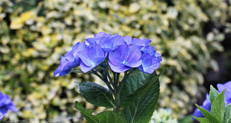 blue hydrangea flowers in summer