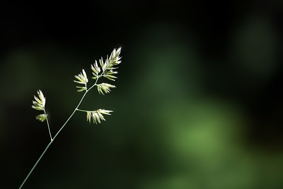 blade of grass on blurry background