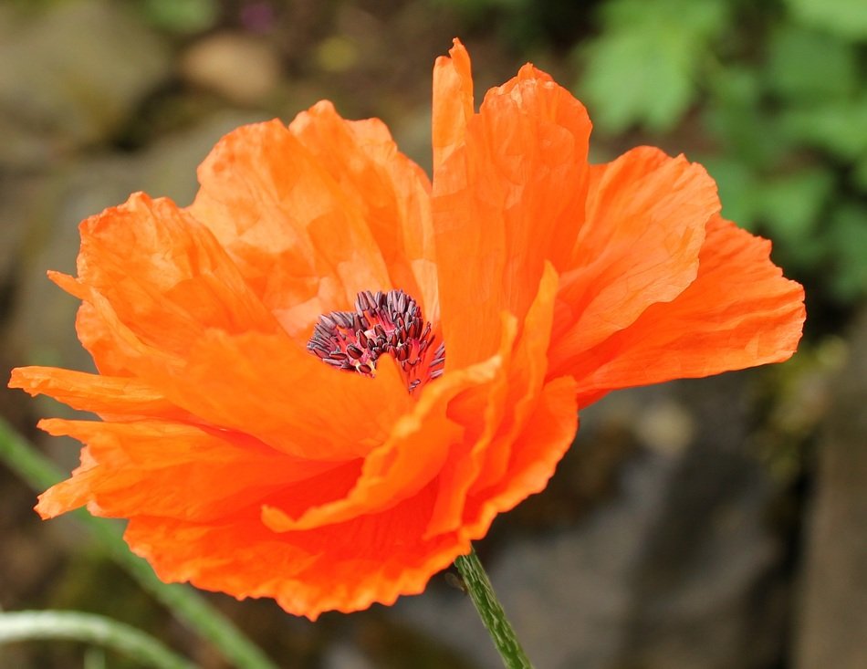 Klatschmohn Flower free image download