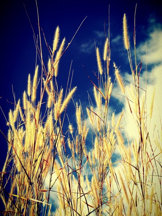 golden spikelets against the blue sky and white clouds