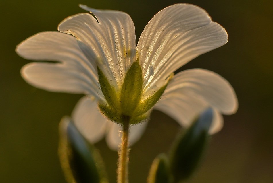 Close-up of the beautiful white and yellow flower in the meadow in the twilight