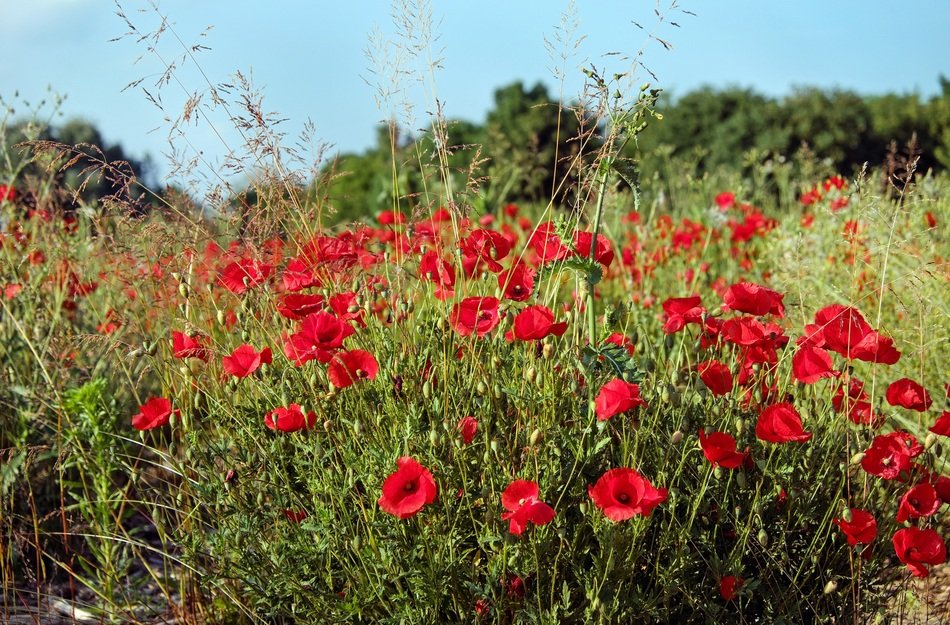 bush of red poppies