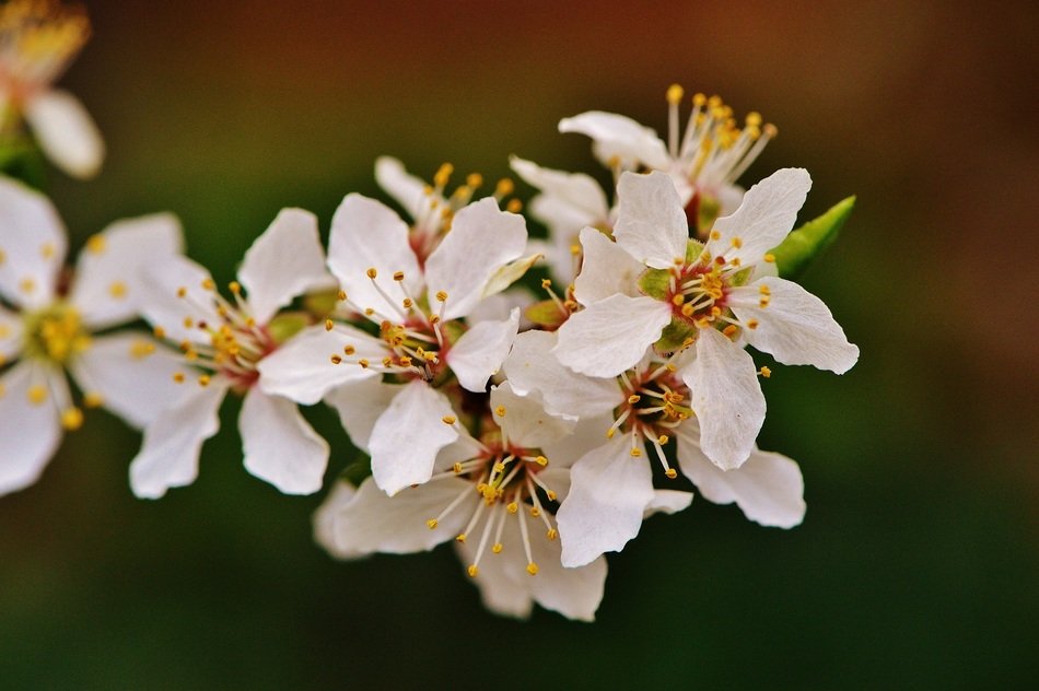 white flowers in the garden in spring close-up on blurred background