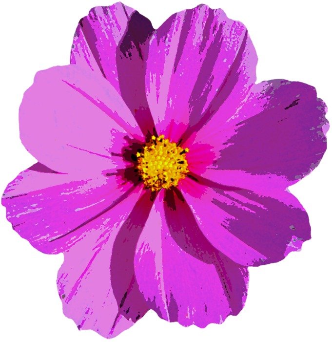 purple flower on the white background