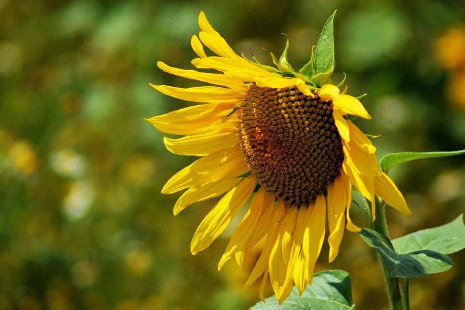 sunflower on the blurred background