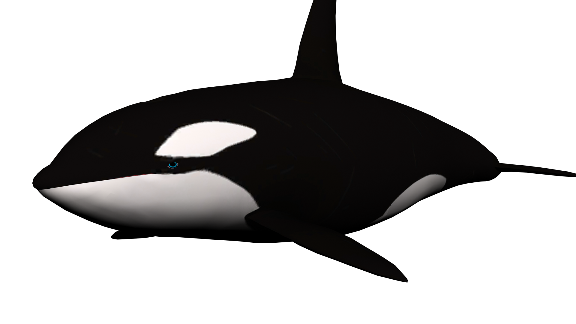 Orca Whale drawing free image