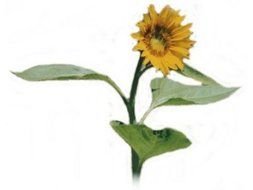 Beautiful sunflowers plant with the green leaves