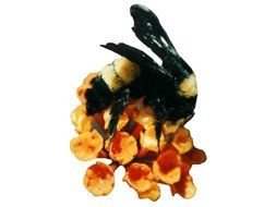 drawn bee on a yellow flower