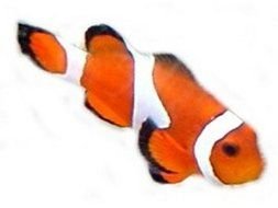 clipart of orange and white clown fish