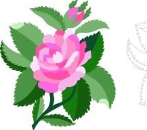 Damask Rose