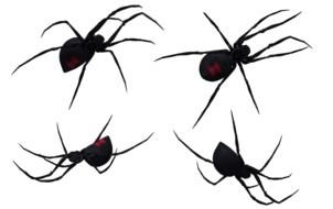 Black Widow Spider as a graphic illustration