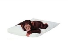 Cute Little Monkeys