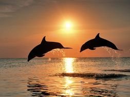 Dolphin Sunset drawing