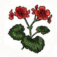 Flower Clip Art N30
