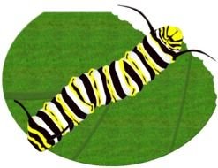Monarch Butterfly Caterpillar Clip Art
