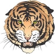 drawn tiger face with sharp teeth
