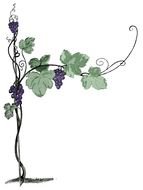 drawn growing grapes on a white background